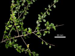Cotoneaster marquandii: Branch.
 Image: D. Glenny © Landcare Research 2017 CC BY 3.0 NZ